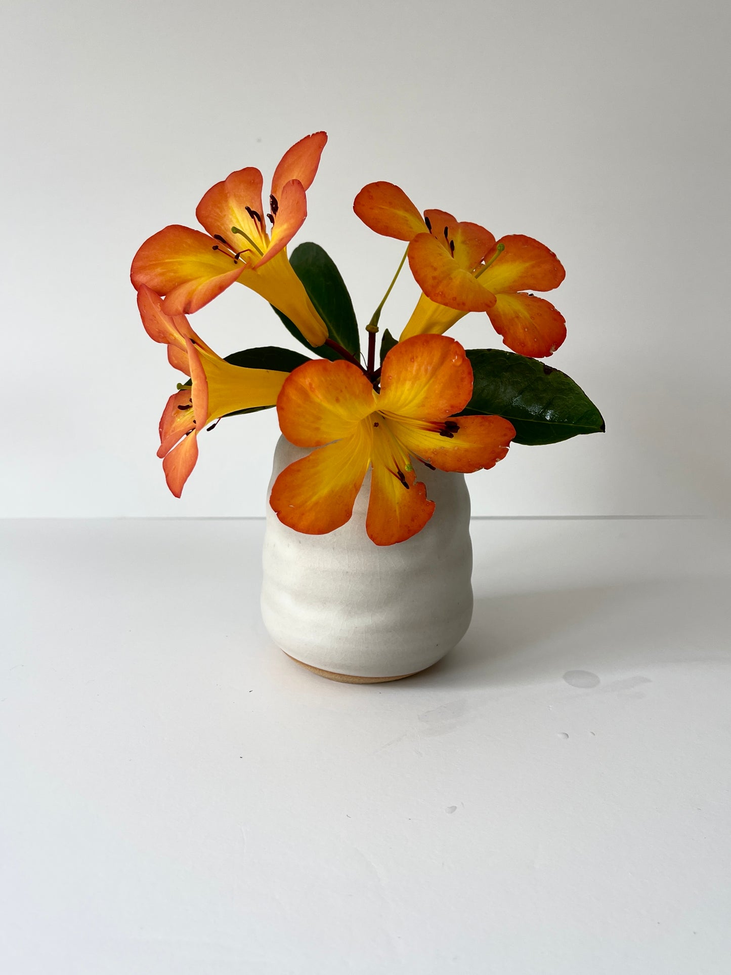 Vanilla Bean Vase