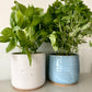 Herb Pot in White