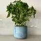Herb Pot in Blue