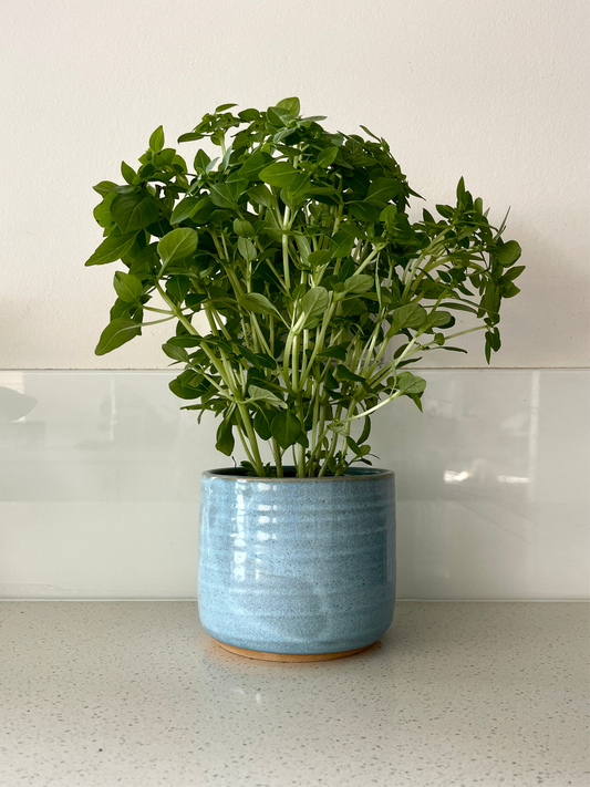 Herb Pot in Blue