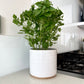 Herb Pot in White