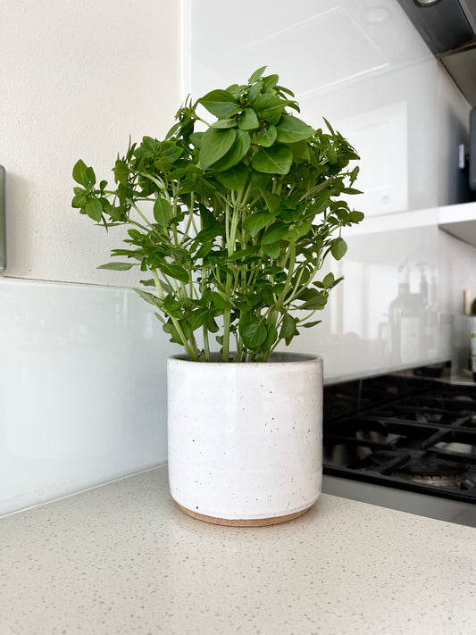 Herb Pot in White