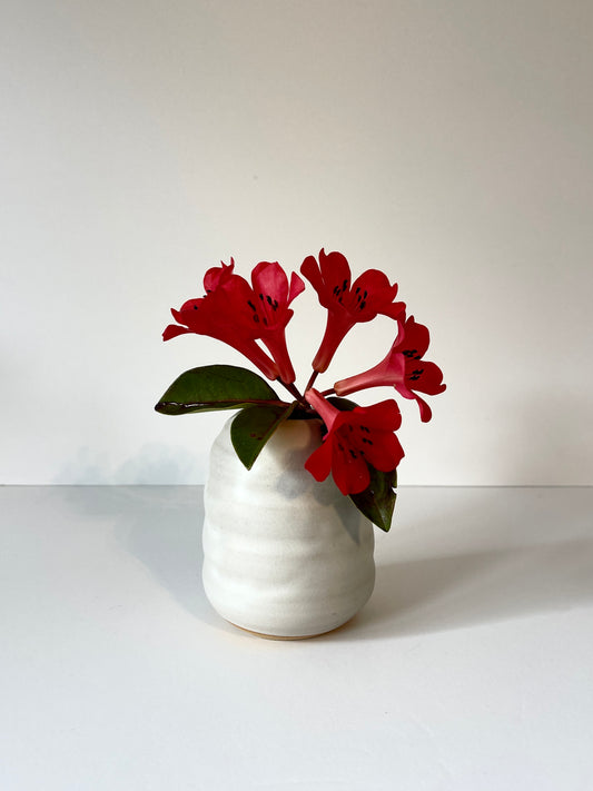 Vanilla Bean Vase